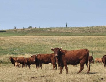 Salers-Cantal-Inosium