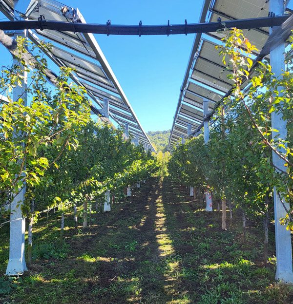 Arboriculture-Inosium