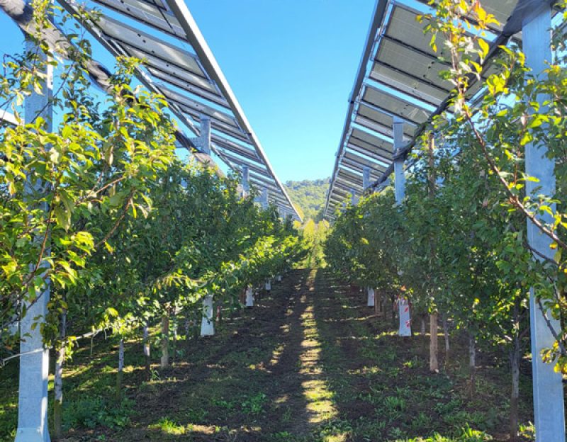 Arboriculture-Inosium